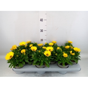 Osteospermum  'Margarita Yellow'