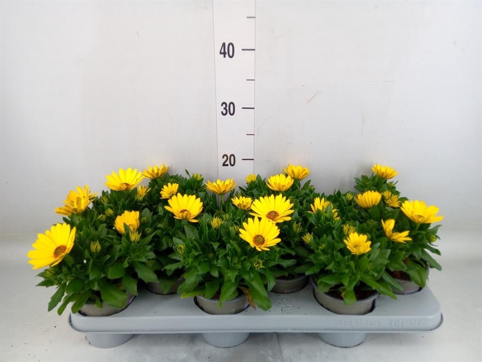 <h4>Osteospermum  'Margarita Yellow'</h4>