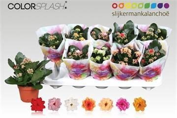 <h4>KAL GE GEM 7 KL</h4>