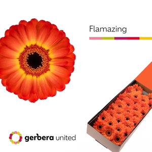 Germini Flamazing Doos