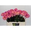 Dahlia Esli