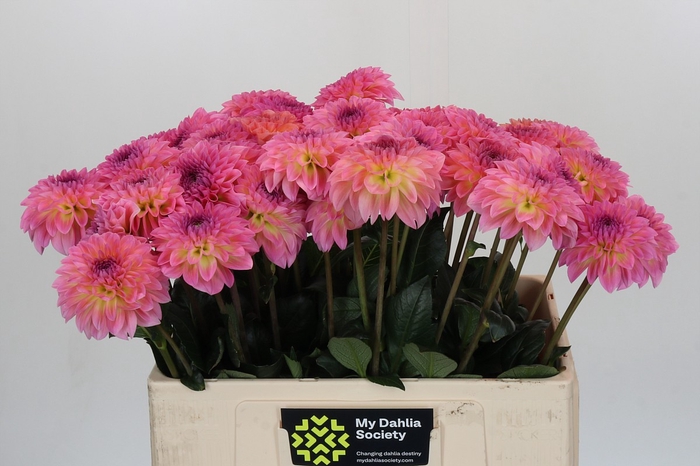 Dahlia Esli