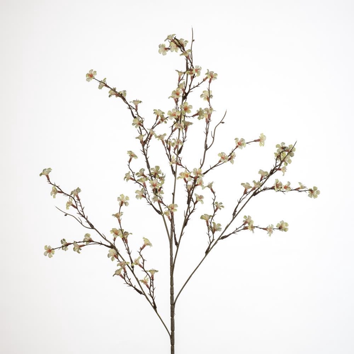 <h4>AF Blossom m spray/5 L90cm cr</h4>
