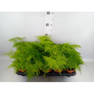 Asparagus setaceus