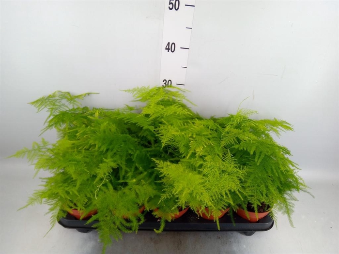 <h4>Asparagus setaceus</h4>