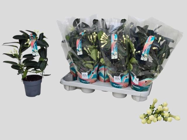 <h4>STEPH FL OV</h4>