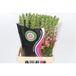 Antirrhinum Potomac Dark Orange