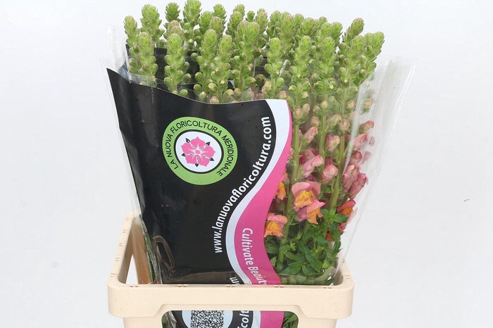 <h4>Antirrhinum Potomac Dark Orange</h4>