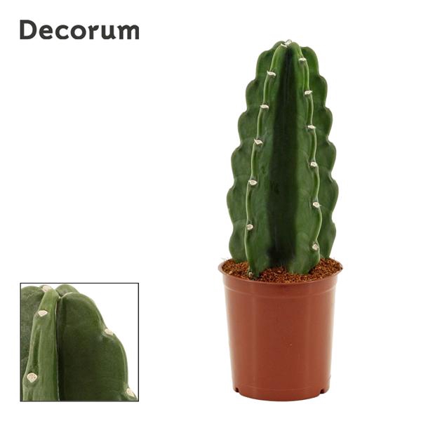 <h4>Cuddly Cactus 12 cm (Cereus Jamacaru) (Decorum)</h4>