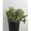 Pittosporum Nigra