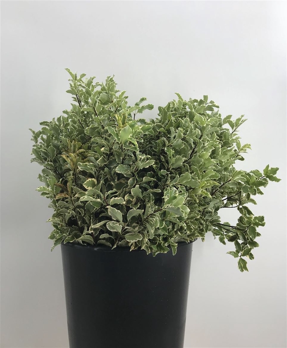 Pittosporum Nigra