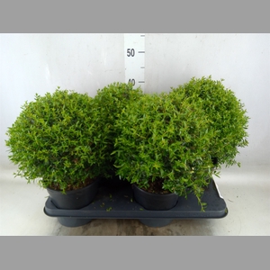 Myrtus communis