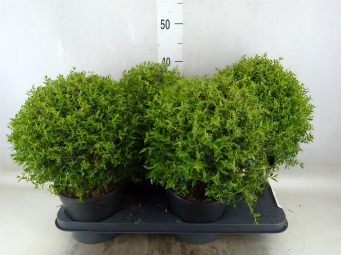 <h4>Myrtus communis</h4>
