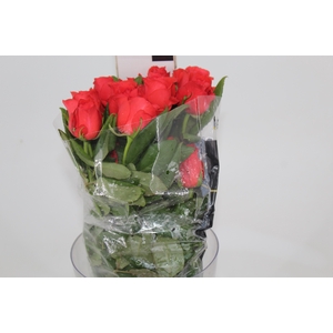 ROSA ROCKSTAR 050 CM ESTUFA