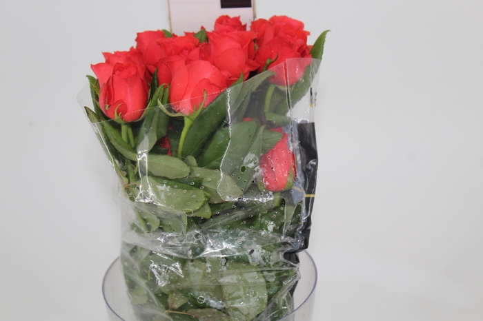 <h4>ROSA ROCKSTAR 050 CM ESTUFA</h4>