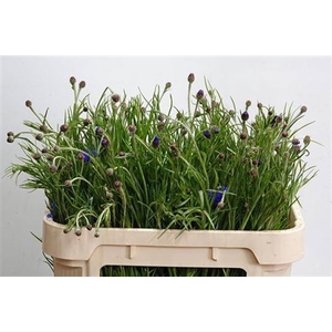 Centauria Blue