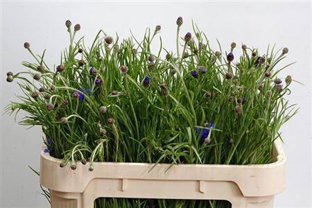 <h4>Centauria Blue</h4>