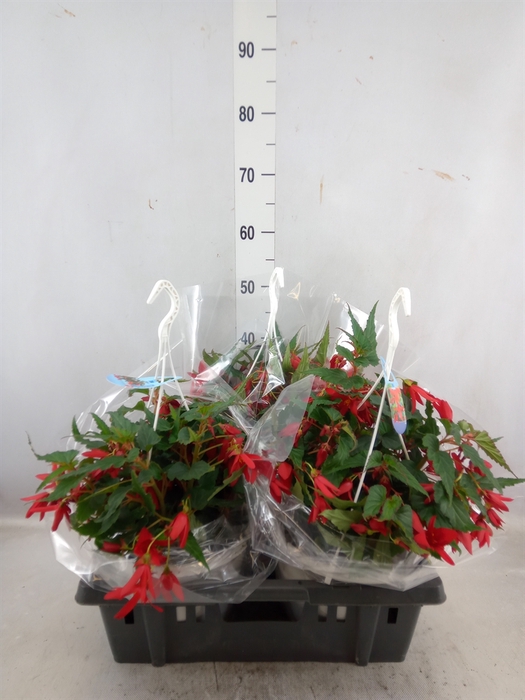 <h4>Begonia boliv. 'Beauvilia Red'</h4>
