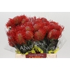 Nutans Ayoba Red