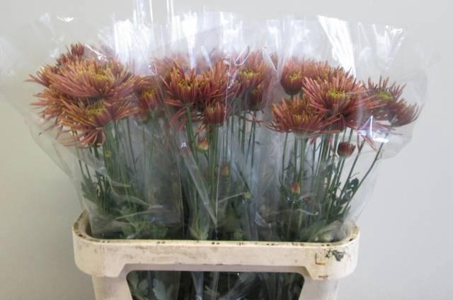 <h4>CHR G TULA COPPER</h4>