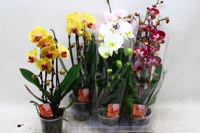 <h4>PHAL EL CASCADE</h4>