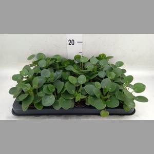 Pilea peperomioides