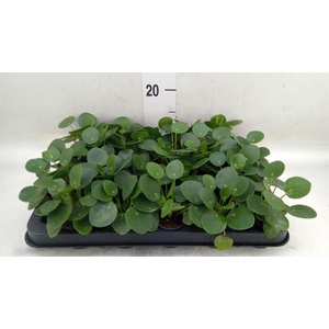 Pilea peperomioides