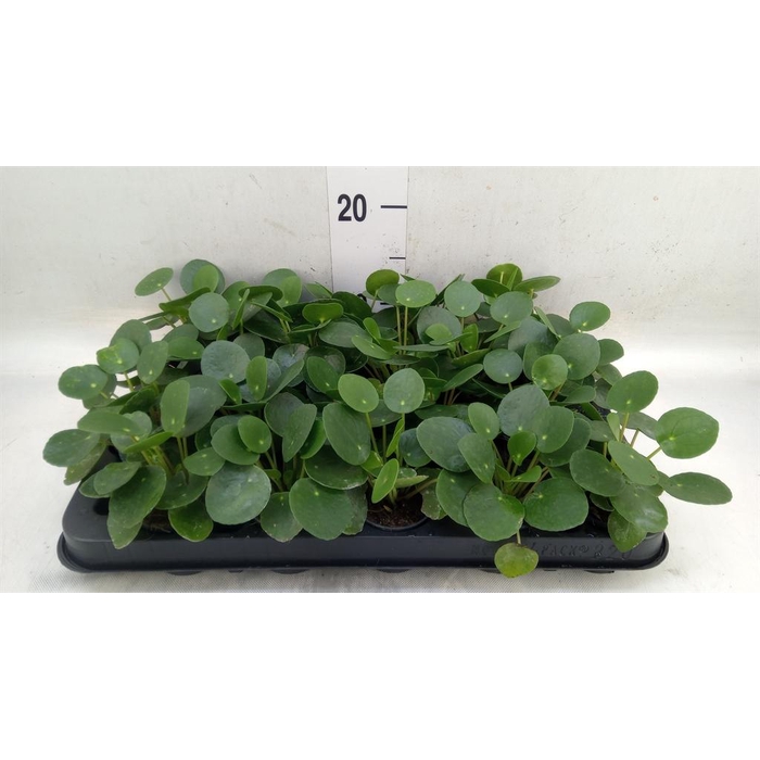 <h4>Pilea peperomioides</h4>