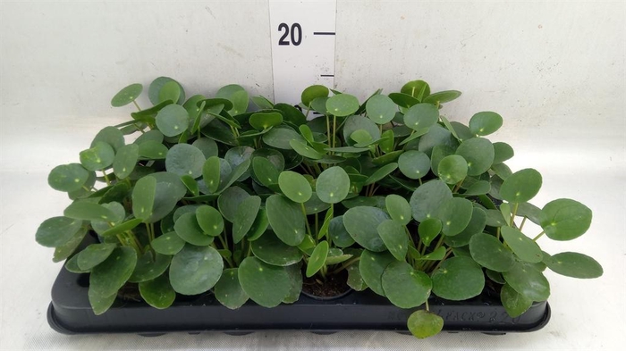 Pilea peperomioides
