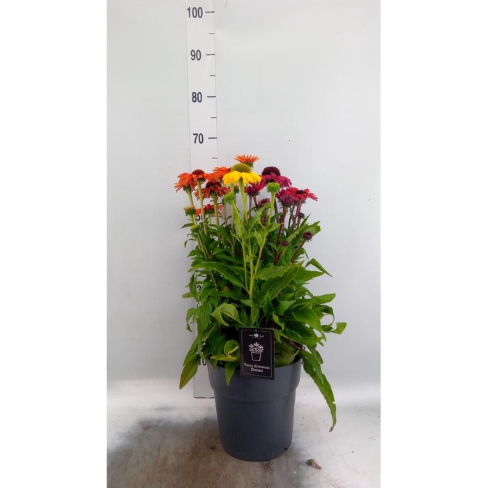<h4>Echinacea   ...</h4>