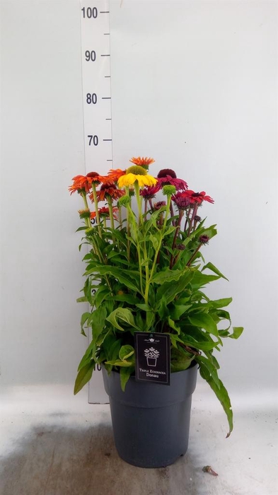 Echinacea   ...
