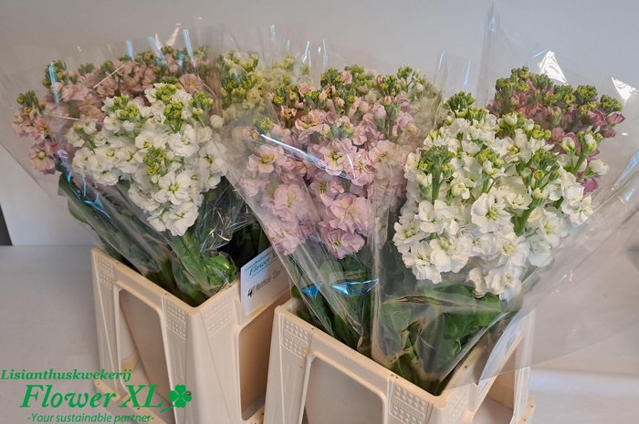 <h4>MATTH STOX GEM</h4>