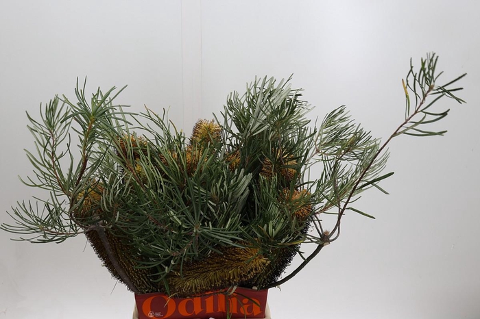 <h4>Banksia Spinulosa</h4>