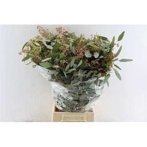 EUC POLYAN FRUI P BS