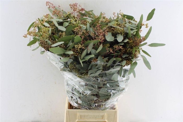 <h4>EUC POLYAN FRUI P BS</h4>