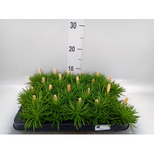 Senecio archeri 'Himalaya'