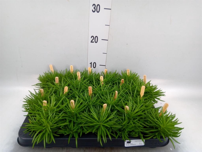 <h4>Senecio archeri 'Himalaya'</h4>