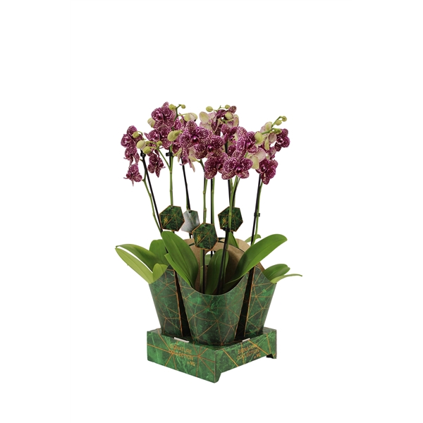 <h4>Signature Golden Nature Cover Phal Wildcat 2T16+</h4>