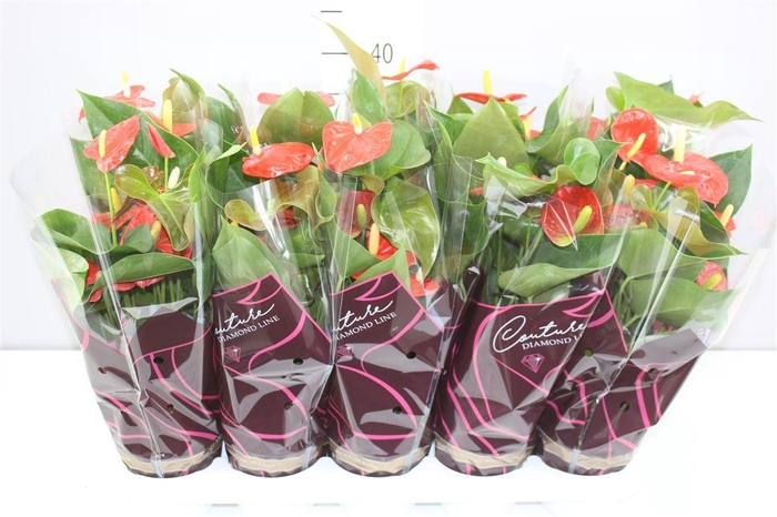 <h4>Anth An Oranje</h4>