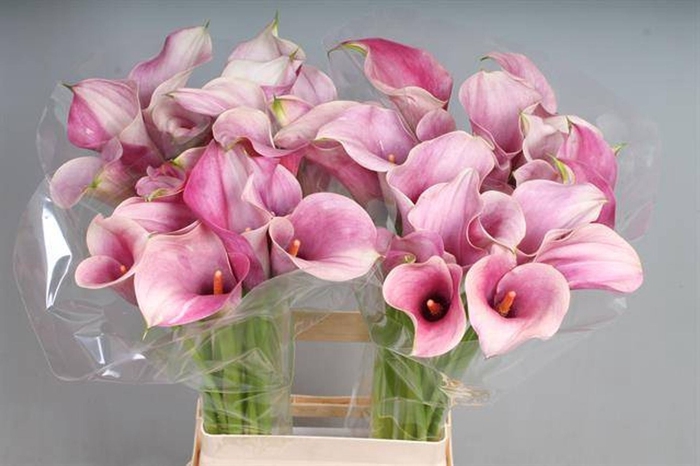 Calla Captain Romance