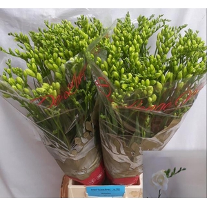Freesia du Versailles
