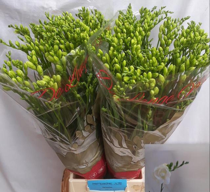 <h4>Freesia du Versailles</h4>