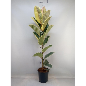 Ficus elastica 'Tineke'