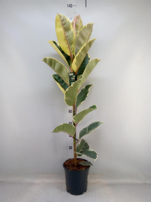 <h4>Ficus elastica 'Tineke'</h4>