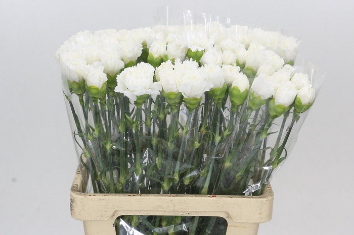 <h4>Dianthus St Holly</h4>