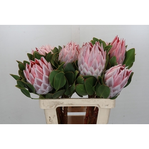 Protea Cynaroides