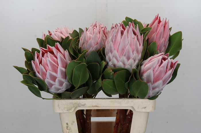 Protea Cynaroides