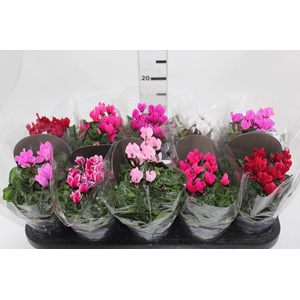 CYCLAMEN MINI P11