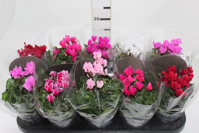 <h4>CYCLAMEN MINI P11</h4>