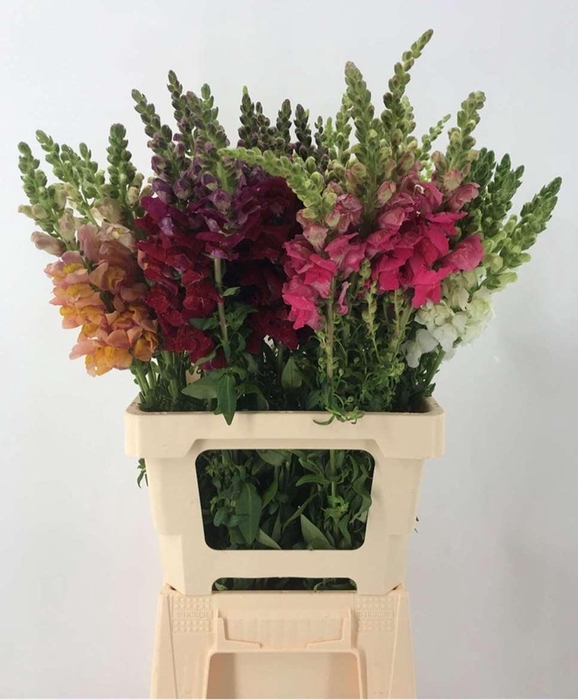 <h4>Antir Antibes Mix</h4>